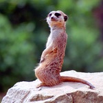 Surikata po x-té :)